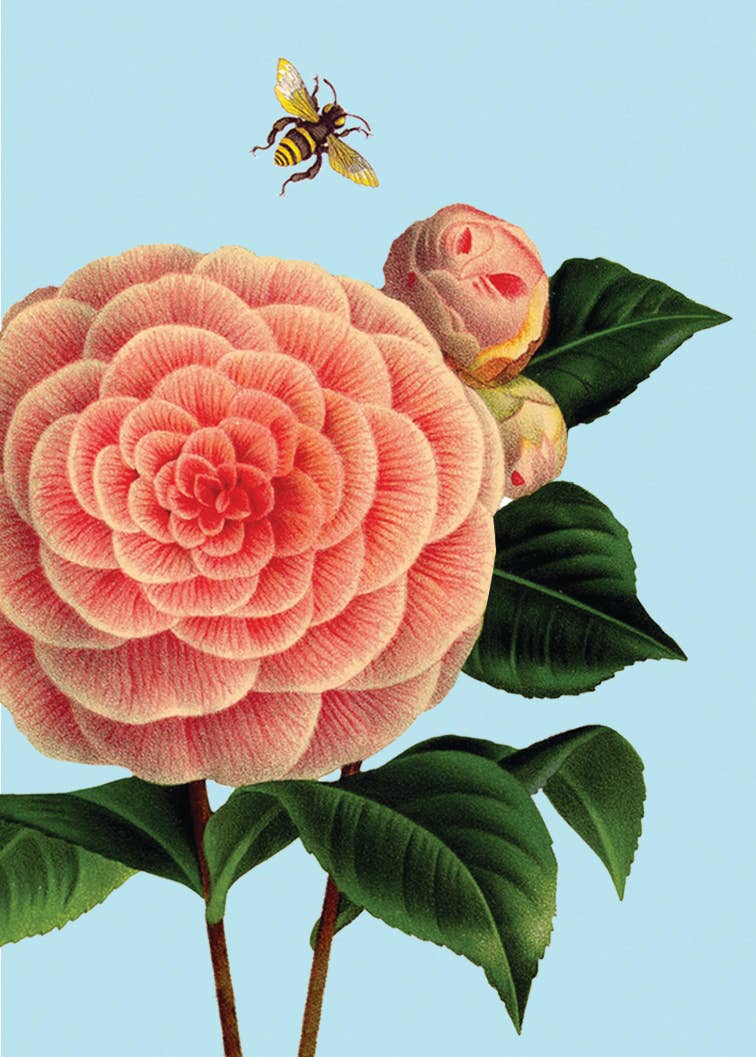 Camellia • Mini Enclosure Card