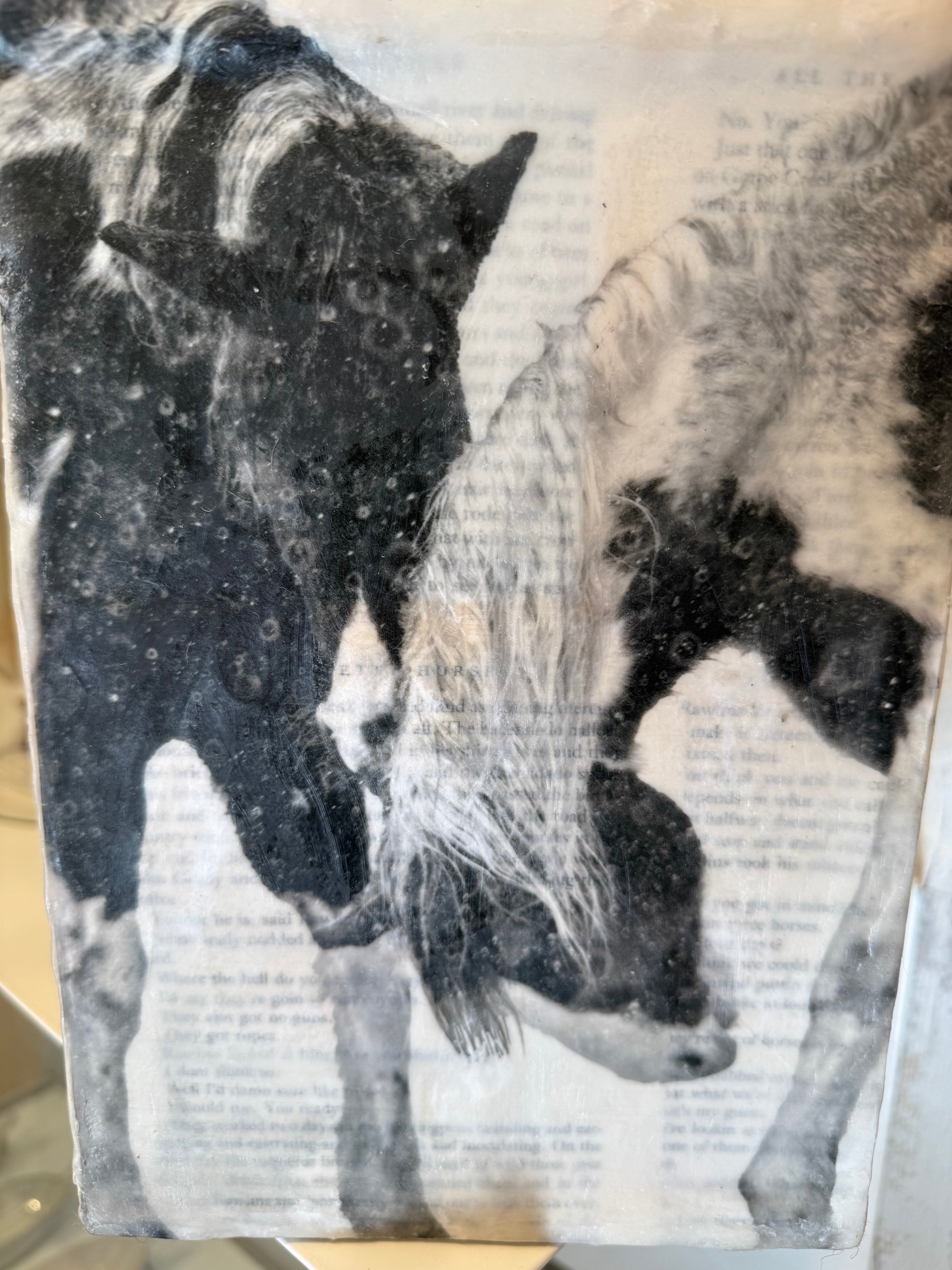 Medium Horse Play