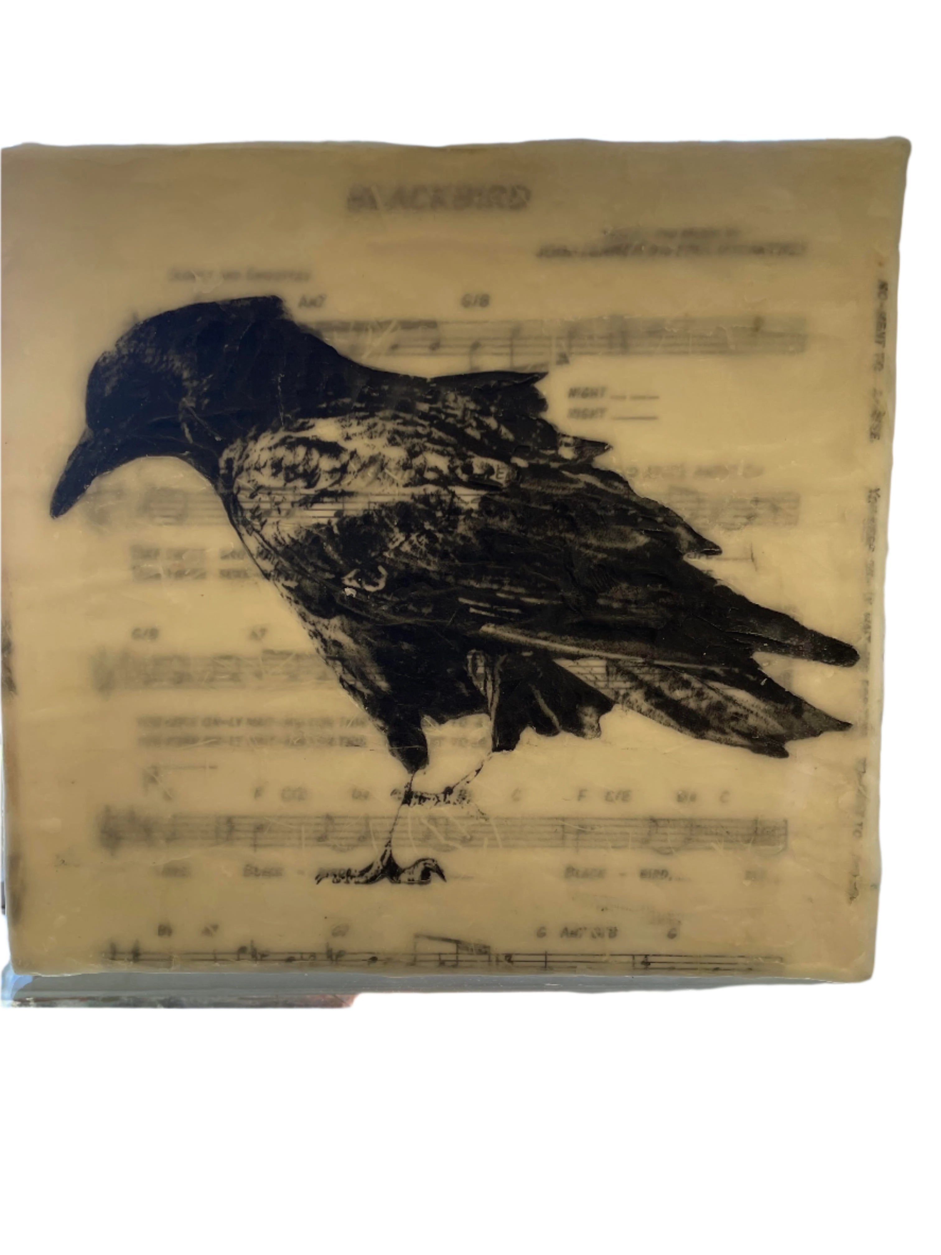 Black Bird