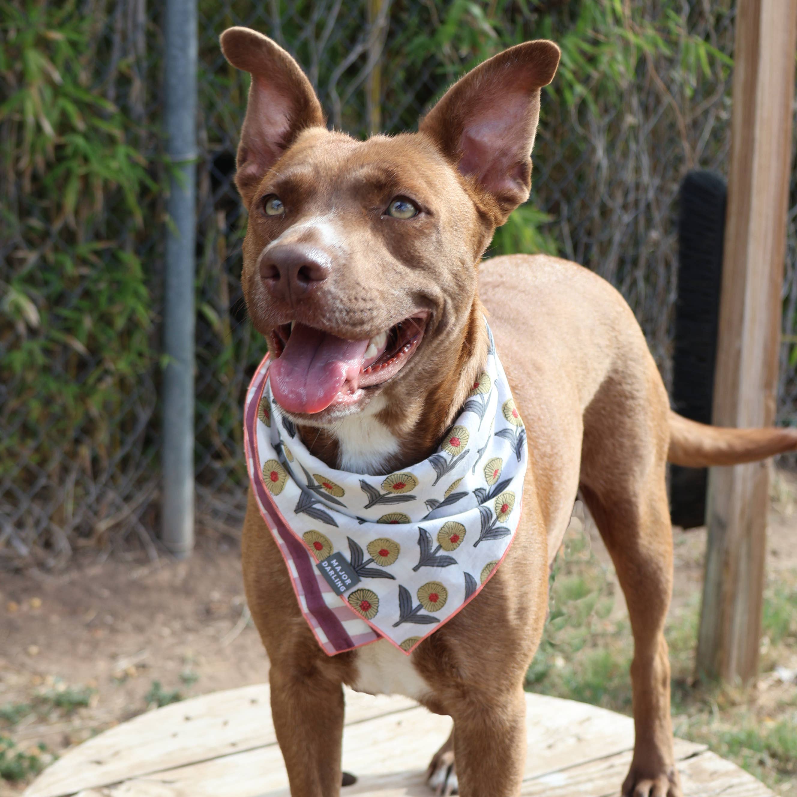Double Sided Dog Bandana: Floral Vines